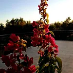 Sunsets And Olive Trees 招待所 4*