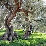 Sunsets And Olive Trees בית הארחה 4*