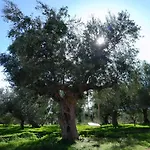 בית הארחה Sunsets And Olive Trees 4*
