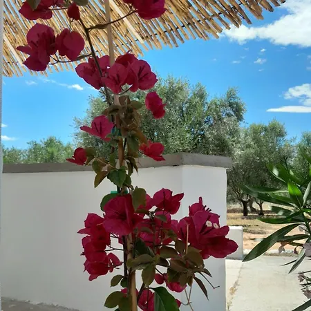 Sunsets And Olive Trees Πανσιόν Μεσσήνη