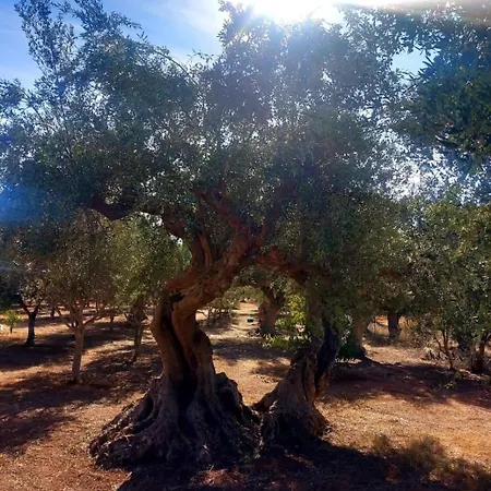 Sunsets And Olive Trees