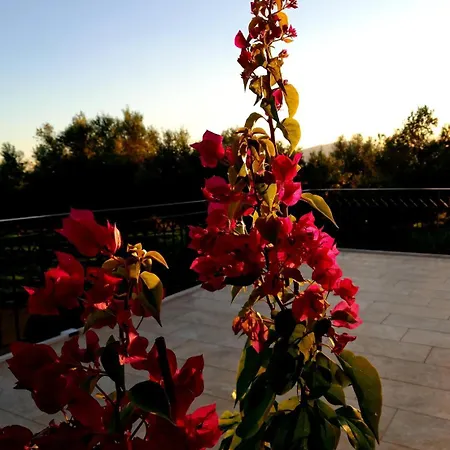 Sunsets And Olive Trees Gæstehus 4*