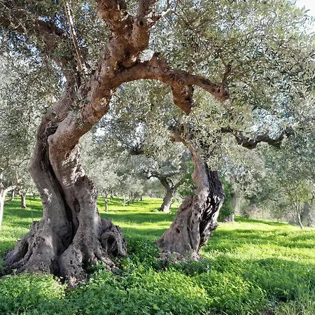 Sunsets And Olive Trees Πανσιόν 4*