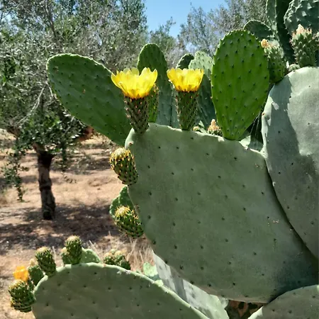 Πανσιόν Sunsets And Olive Trees