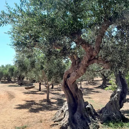 게스트하우스 Sunsets And Olive Trees Messíni
