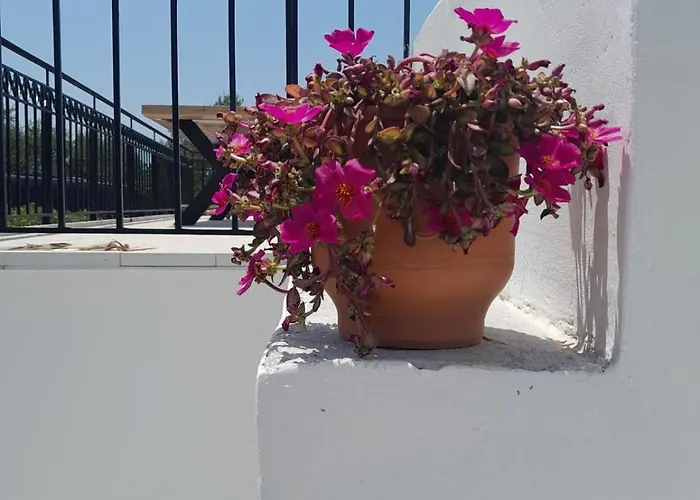 Sunsets And Olive Trees Gasthuis