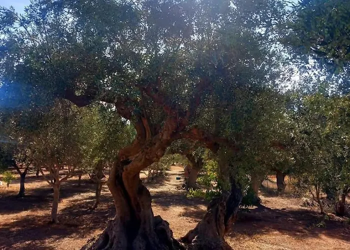 Sunsets And Olive Trees
