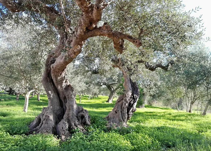 Sunsets And Olive Trees Gasthuis 4*