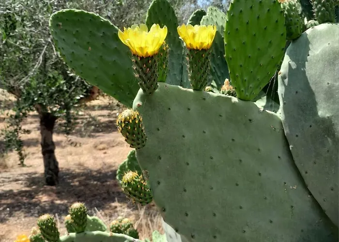 Gasthuis Sunsets And Olive Trees