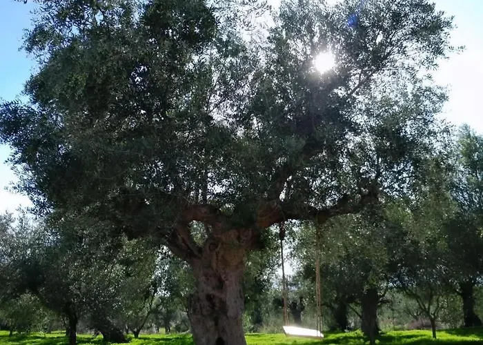 Gasthuis Sunsets And Olive Trees 4*